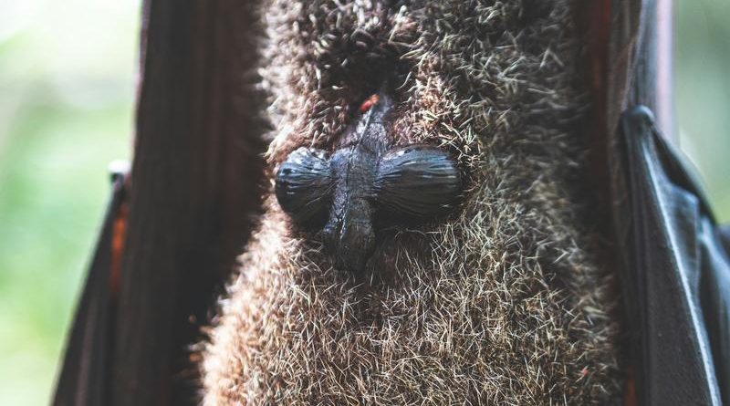 películas de martin scorsese