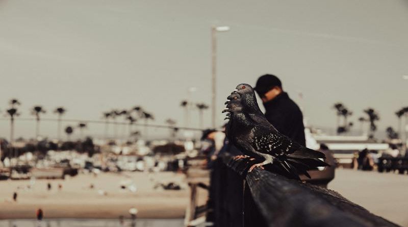 películas de helena bonham carter