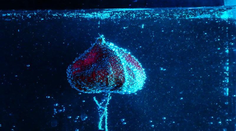 el agua con gas engorda