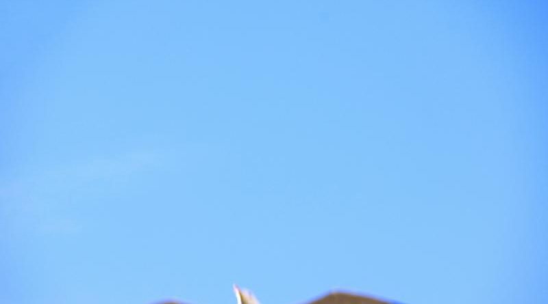 alternativas a streameast