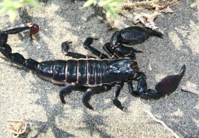 soñar con escorpiones